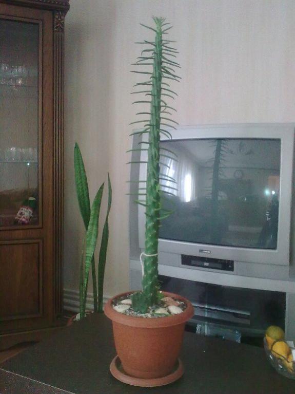 Name:  Grnt0235.jpg
Views: 544
Size:  46.0 KB