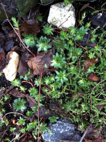 Name:  Sempervivum  - Aralk 2012.jpg
Views: 2013
Size:  66.3 KB