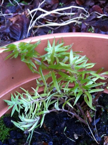 Name:  Sedum lineare variegata - Aralk 2012 (3).jpg
Views: 2031
Size:  54.1 KB