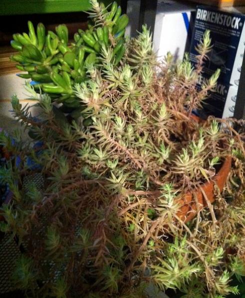 Name:  Sedum lineare variegata - Aralk 2012.jpg
Views: 2080
Size:  65.5 KB