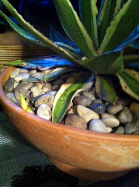 Name:  Agave quadricolor.jpg
Views: 1439
Size:  40.1 KB
