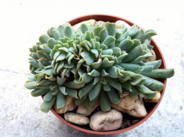 Name:  Echeveria topsy turvy cristat - Aralk 2012.jpg
Views: 1762
Size:  36.9 KB