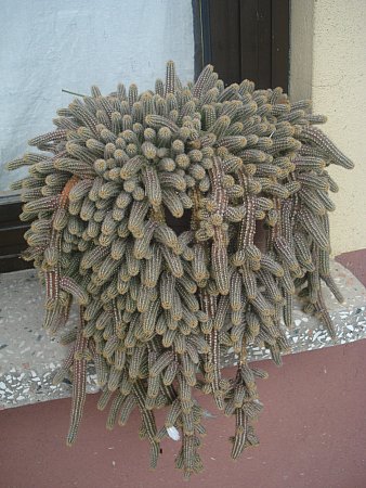 Name:  DSC08725.jpg
Views: 1523
Size:  48.9 KB