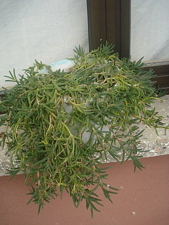 Name:  DSC08724.jpg
Views: 1680
Size:  47.6 KB