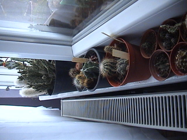 Name:  DSC00443.JPG
Views: 733
Size:  58.0 KB