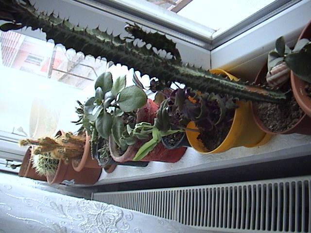 Name:  DSC00446.JPG
Views: 765
Size:  62.9 KB