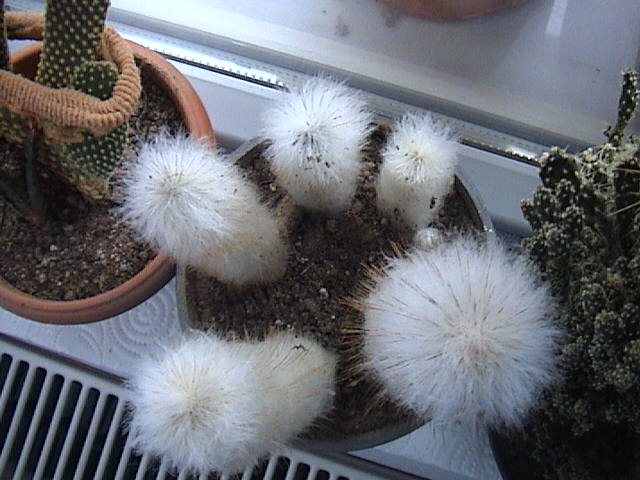 Name:  DSC00444.JPG
Views: 850
Size:  59.0 KB