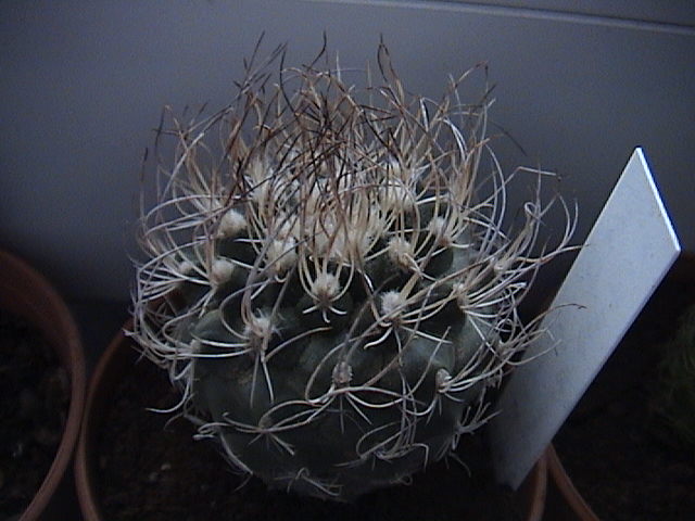 Name:  DSC00440.JPG
Views: 756
Size:  62.2 KB