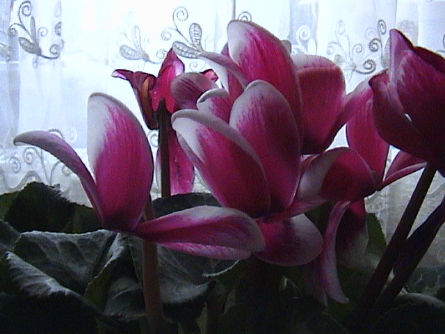 Name:  DSC00438.JPG
Views: 722
Size:  59.5 KB