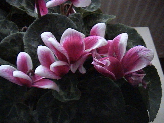 Name:  DSC00437.JPG
Views: 759
Size:  63.0 KB