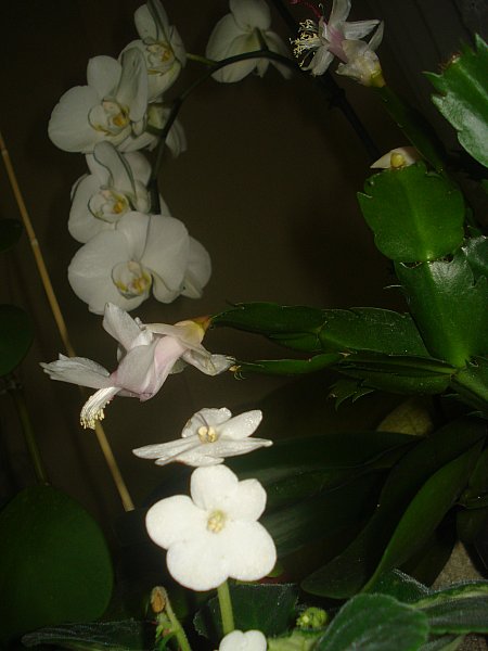 Name:  DSC09353.jpg
Views: 1629
Size:  40.7 KB