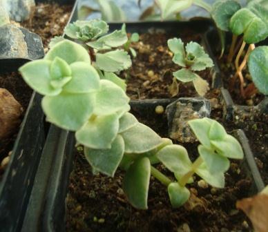 Name:  Crassula pellucida .JPG
Views: 2180
Size:  41.1 KB