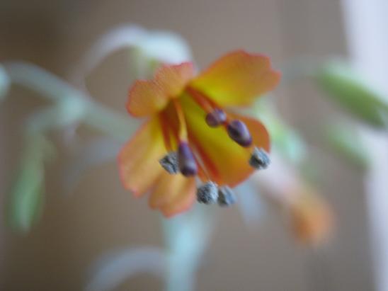 Name:  kalanchoe f. iek.JPG
Views: 1446
Size:  27.9 KB