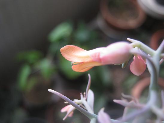 Name:  kalanchoe f.tomurcuk.JPG
Views: 1427
Size:  32.7 KB