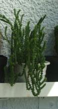Name:  Mammillaria zeilmanniana - Kopya.JPG
Views: 1563
Size:  22.3 KB