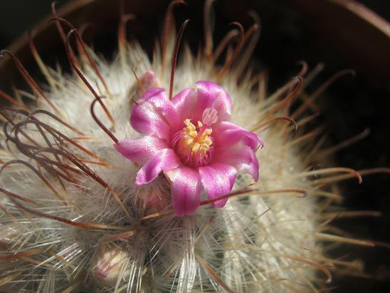 Name:  m. bombycina1.JPG
Views: 1387
Size:  49.2 KB