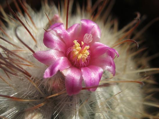 Name: m. bombycina2.JPG
Views: 1402
Size: 46.9 KB