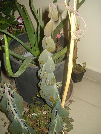 Name:  DSC09498.jpg
Views: 1791
Size:  44.4 KB