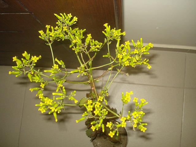 Name:  DSC09436.jpg
Views: 1818
Size:  43.7 KB