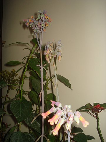 Name:  DSC09502.jpg
Views: 1838
Size:  34.5 KB