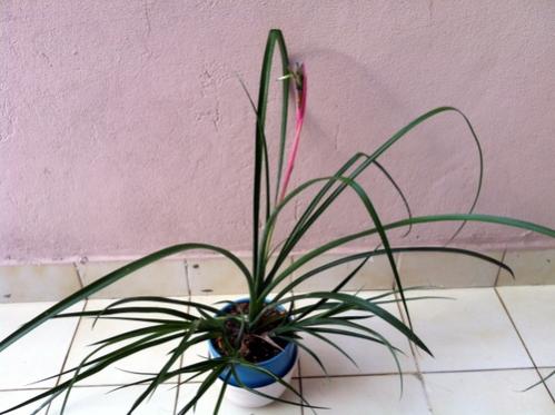 Name:  Bilbergia nutans Efee Pskl - Aralk 2012.jpg
Views: 1325
Size:  29.3 KB