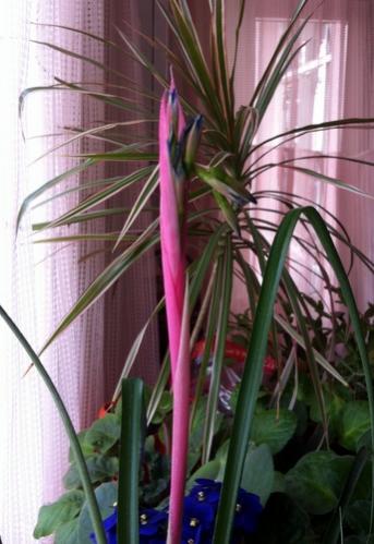 Name:  Bilbergia nutans Efee Pskl - Aralk 2012 (2).jpg
Views: 1440
Size:  31.7 KB