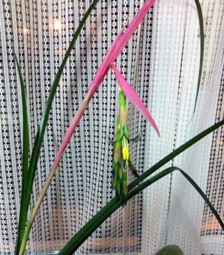 Name:  Bilbergia nutans Efee Pskl - Aralk 2012 (3).jpg
Views: 1888
Size:  62.0 KB
