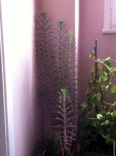 Name:  Kalanchoe tubiflorA 1.jpg
Views: 1228
Size:  21.6 KB