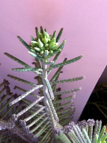 Name:  Kalanchoe tubiflora.jpg
Views: 1336
Size:  26.6 KB
