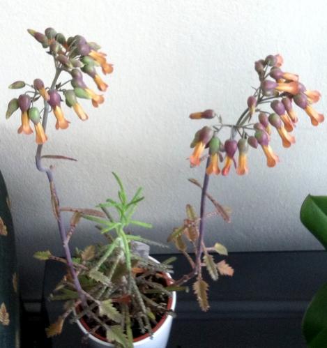 Name:  Kalanchoe (3).jpg
Views: 1285
Size:  31.2 KB