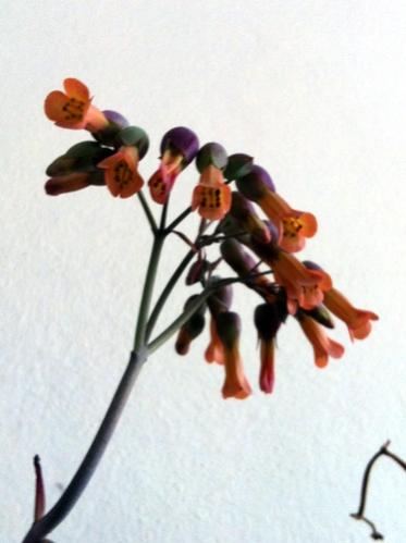 Name:  Kalanchoe.jpg
Views: 1236
Size:  21.6 KB