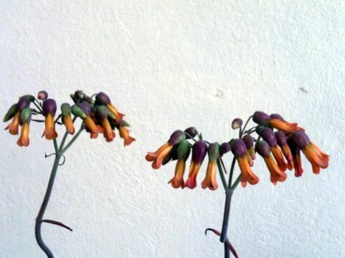 Name:  Kalanchoe (2).jpg
Views: 1219
Size:  27.9 KB