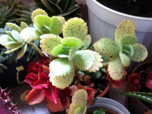 Name:  Kalanchoe marmorata.jpg
Views: 1457
Size:  30.3 KB
