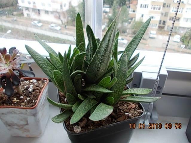 Name:  DSCN0553.jpg
Views: 6886
Size:  47.6 KB