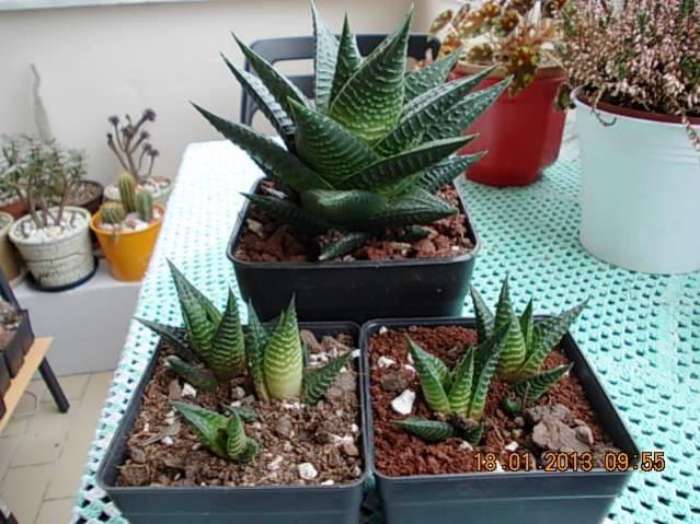 Name:  DSCN0550.jpg
Views: 1295
Size:  58.6 KB