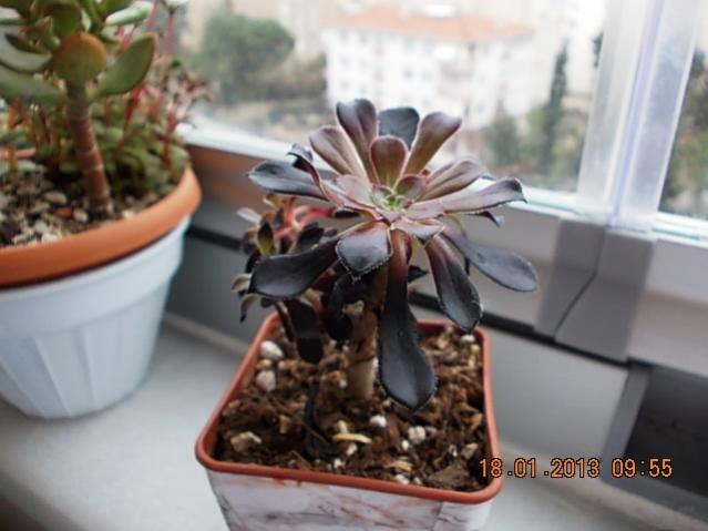 Name:  DSCN0551.jpg
Views: 1277
Size:  37.1 KB