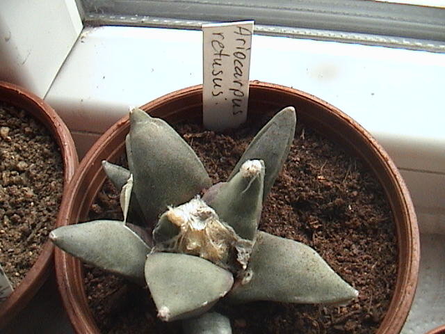 Name:  DSC00449.JPG
Views: 658
Size:  60.9 KB