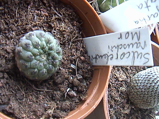 Name:  DSC00450.JPG
Views: 717
Size:  63.3 KB