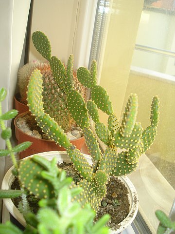 Name:  DSC09592.jpg
Views: 1730
Size:  46.5 KB