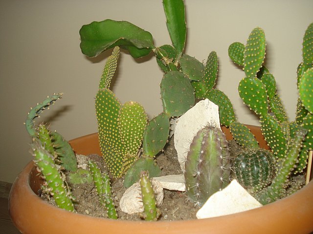 Name:  DSC09819.jpg
Views: 4644
Size:  69.6 KB