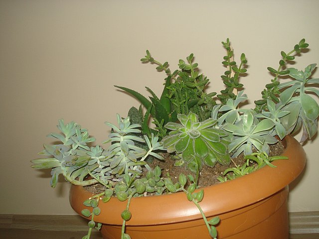 Name:  DSC09810.jpg
Views: 1514
Size:  60.8 KB