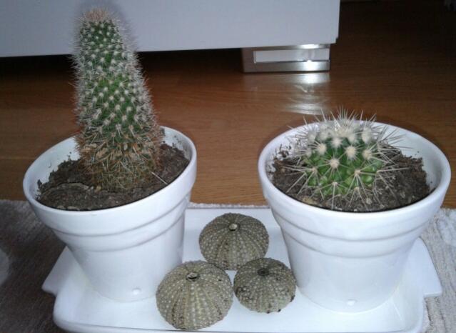 Name:  20130215_141325-1.jpg
Views: 2484
Size:  37.3 KB
