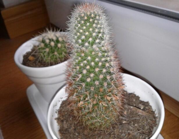 Name:  20130215_141307-1.jpg
Views: 2444
Size:  40.6 KB