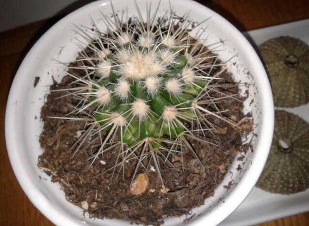 Name:  20130215_141248-1.jpg
Views: 2357
Size:  51.0 KB