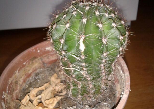 Name:  20130215_141602-1.jpg
Views: 2899
Size:  45.1 KB