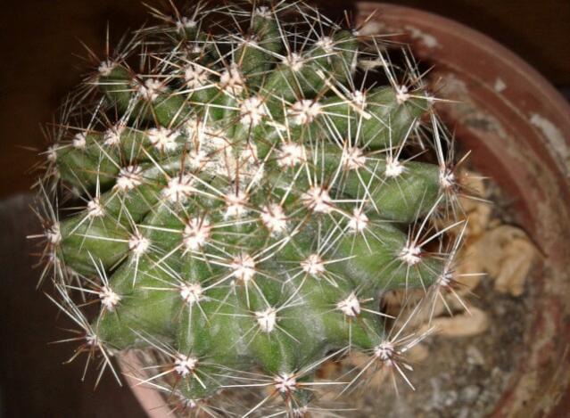 Name:  20130215_141619-1.jpg
Views: 2871
Size:  58.4 KB