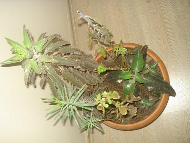 Name:  DSC09814.jpg
Views: 1824
Size:  50.0 KB