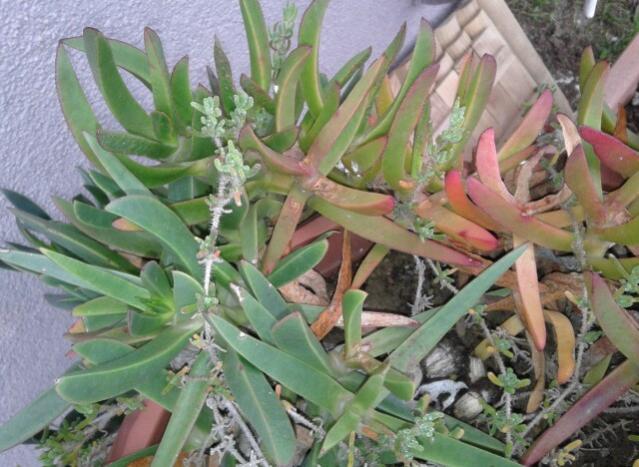 Name:  20130226_093802-1.jpg
Views: 2355
Size:  55.3 KB