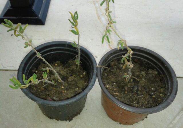 Name:  20130226_094452-1.jpg
Views: 2350
Size:  38.1 KB