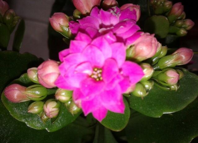 Name:  20130228_101151-1.jpg
Views: 2308
Size:  37.2 KB